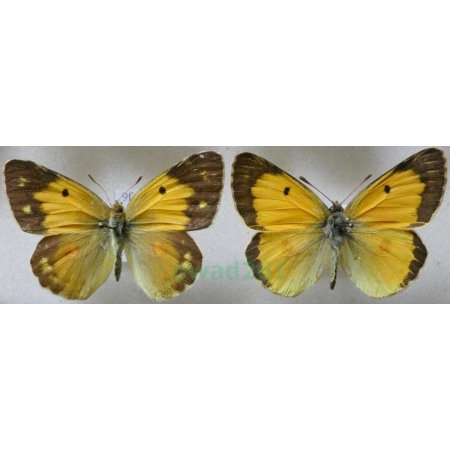Colias croceus (Geoffroy, 1785) pair Szlaczkoń sylwetnik Croatia9f
